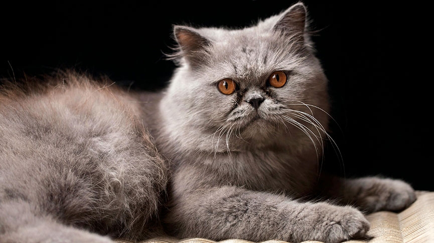 波斯貓好養嗎-扁臉貓常有呼吸問題-波斯貓個性-缺點及健康問題